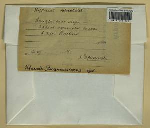 Pleurozium schreberi (Willd. ex Brid.) Mitt., Bryophytes, Bryophytes - Middle Russia (B6) (Russia)