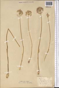 Allium caesium Schrenk, Middle Asia, Northern & Central Kazakhstan (M10) (Kazakhstan)