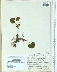 Asarum europaeum, Eastern Europe, Central region (E4) (Russia)