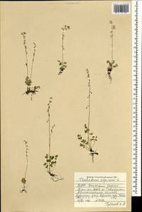 Thalictrum alpinum L., Mongolia (MONG) (Mongolia)