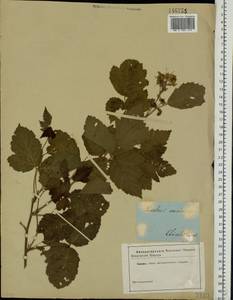 Rubus caesius L., Eastern Europe, South Ukrainian region (E12) (Ukraine)