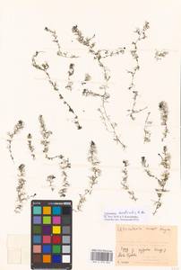 Utricularia ×australis R. Br., Eastern Europe, Moscow region (E4a) (Russia)