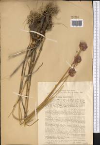 Allium hymenorhizum Ledeb., Middle Asia, Syr-Darian deserts & Kyzylkum (M7) (Kazakhstan)