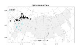 Leymus arenarius (L.) Hochst., Atlas of the Russian Flora (FLORUS) (Russia)