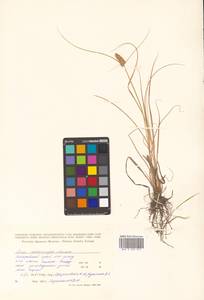 Carex neurocarpa Maxim., Siberia, Russian Far East (S6) (Russia)