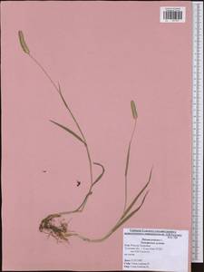 Phleum pratense L., Eastern Europe, Central region (E4) (Russia)