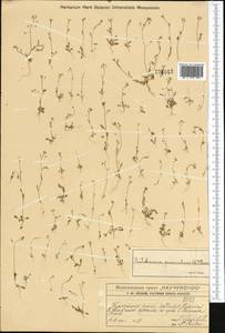 Hornungia procumbens (L.) Hayek, Middle Asia, Western Tian Shan & Karatau (M3) (Kazakhstan)