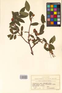 Rosa acicularis Lindl., Siberia, Russian Far East (S6) (Russia)