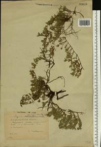 Thymus dimorphus Klokov & Des.-Shost., Eastern Europe, South Ukrainian region (E12) (Ukraine)