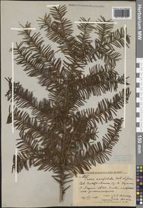 Taxus cuspidata Siebold & Zucc., Siberia, Russian Far East (S6) (Russia)