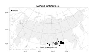Nepeta lophanthus (L.) Fisch. ex Loew, Atlas of the Russian Flora (FLORUS) (Russia)