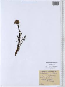 Pedicularis novaiae-zemliae (Hultén) Kozhevn., Siberia, Chukotka & Kamchatka (S7) (Russia)