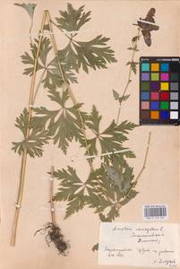 Aconitum variegatum L., Eastern Europe, West Ukrainian region (E13) (Ukraine)