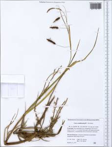 Carex middendorffii F.Schmidt, Siberia, Russian Far East (S6) (Russia)