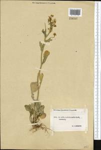 Barbarea vulgaris (L.) W.T. Aiton, Middle Asia, Northern & Central Tian Shan (M4) (Kyrgyzstan)