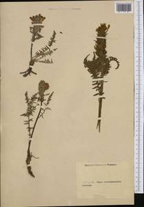 Pedicularis, Western Europe (EUR) (Not classified)