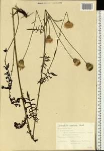 Klasea radiata subsp. radiata, Eastern Europe, Central forest-and-steppe region (E6) (Russia)