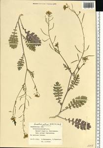 Erucastrum gallicum (Willd.) O.E.Schulz, Eastern Europe, Central forest-and-steppe region (E6) (Russia)