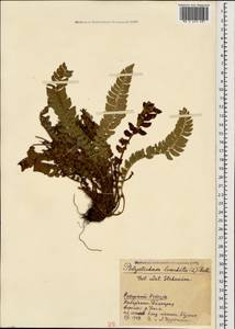 Polystichum lonchitis (L.) Roth, Caucasus, Stavropol Krai, Karachay-Cherkessia & Kabardino-Balkaria (K1b) (Russia)