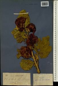 Althaea, South Asia, South Asia (Asia outside ex-Soviet states and Mongolia) (ASIA) (China)