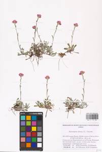 Antennaria dioica (L.) Gaertn., Eastern Europe, Northern region (E1) (Russia)