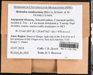 Molendoa sendtneriana (Bruch & Schimp.) Limpr., Bryophytes, Bryophytes - Russian Far East (excl. Chukotka & Kamchatka) (B20) (Russia)