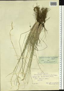 Helictotrichon desertorum (Less.) Pilg., Siberia, Baikal & Transbaikal region (S4) (Russia)