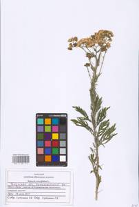 Jacobaea erucifolia subsp. erucifolia, Eastern Europe, Middle Volga region (E8) (Russia)