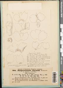 Mesoptychia collaris (Nees) L. Söderstr. & Váňa, Bryophytes, Bryophytes - Western Europe (BEu) (Germany)