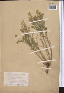 Oxytropis pilosa (L.) DC., Middle Asia, Caspian Ustyurt & Northern Aralia (M8) (Kazakhstan)