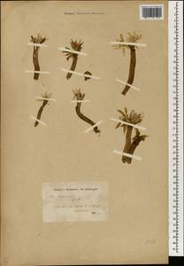 Colchicum, South Asia, South Asia (Asia outside ex-Soviet states and Mongolia) (ASIA) (Turkey)