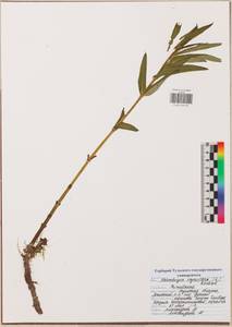 Lysimachia thyrsiflora L., Eastern Europe, Central region (E4) (Russia)