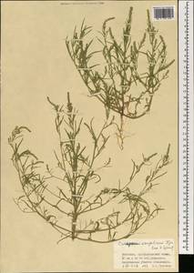 Corispermum mongolicum Iljin, Mongolia (MONG) (Mongolia)