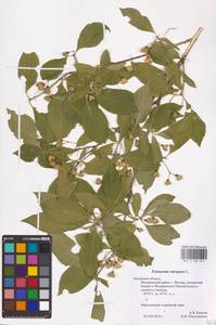 Euonymus europaeus L., Eastern Europe, Central region (E4) (Russia)