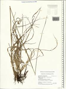 Alopecurus arundinaceus Poir., Crimea (KRYM) (Russia)