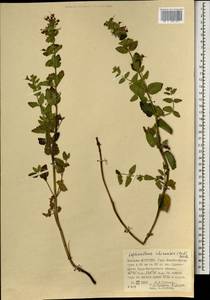 Nepeta lophanthus (L.) Fisch. ex Loew, Mongolia (MONG) (Mongolia)