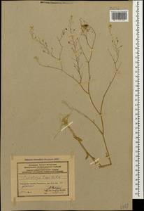 Camelina laxa C. A. Mey., Caucasus, Azerbaijan (K6) (Azerbaijan)