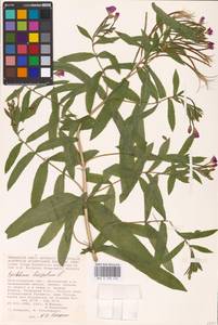 Epilobium hirsutum L., Eastern Europe, Lower Volga region (E9) (Russia)