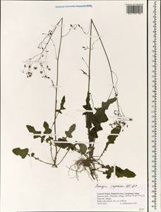 Youngia japonica (L.) DC., South Asia, South Asia (Asia outside ex-Soviet states and Mongolia) (ASIA) (Nepal)