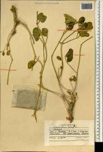 Zygophyllum fabago L., South Asia, South Asia (Asia outside ex-Soviet states and Mongolia) (ASIA) (Afghanistan)
