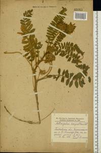 Astragalus dasyanthus Pall., Eastern Europe, North Ukrainian region (E11) (Ukraine)