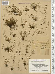 Sagina saginoides, Caucasus, North Ossetia, Ingushetia & Chechnya (K1c) (Russia)