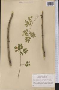 Caesalpinia mexicana A.Gray, America (AMER) (United States)
