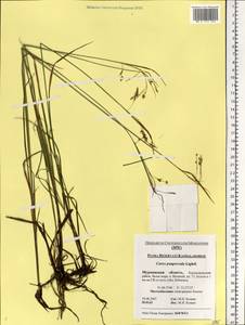 Carex magellanica subsp. irrigua (Wahlenb.) Hiitonen, Eastern Europe, Northern region (E1) (Russia)