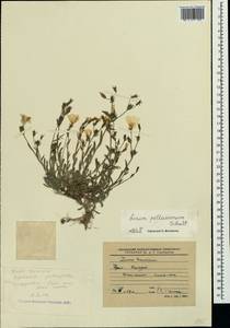 Linum pallasianum, Crimea (KRYM) (Russia)