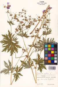 Geranium pratense L., Eastern Europe, Moscow region (E4a) (Russia)