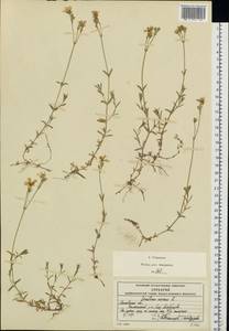 Cerastium arvense L., Eastern Europe, Moscow region (E4a) (Russia)