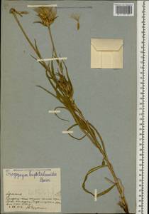 Tragopogon buphthalmoides (DC.) Boiss., Caucasus, Armenia (K5) (Armenia)