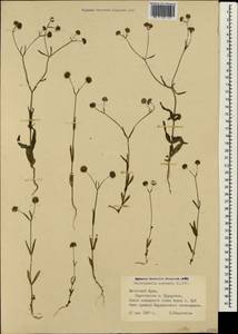 Valerianella coronata (L.) DC., Crimea (KRYM) (Russia)