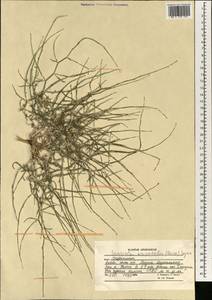 Lactuca orientalis subsp. orientalis, South Asia, South Asia (Asia outside ex-Soviet states and Mongolia) (ASIA) (Afghanistan)
